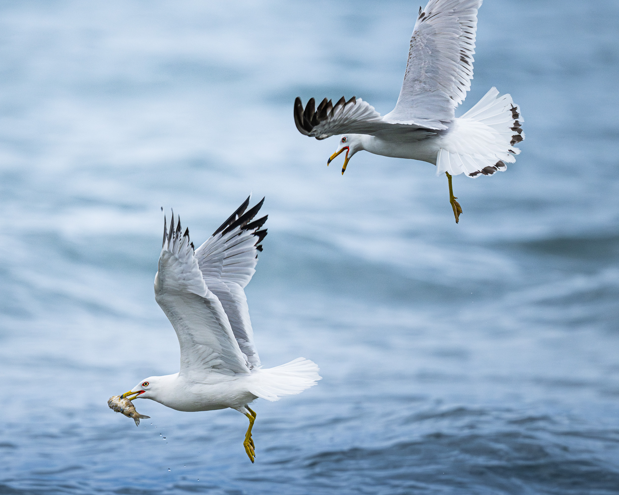 Project:&nbspGull