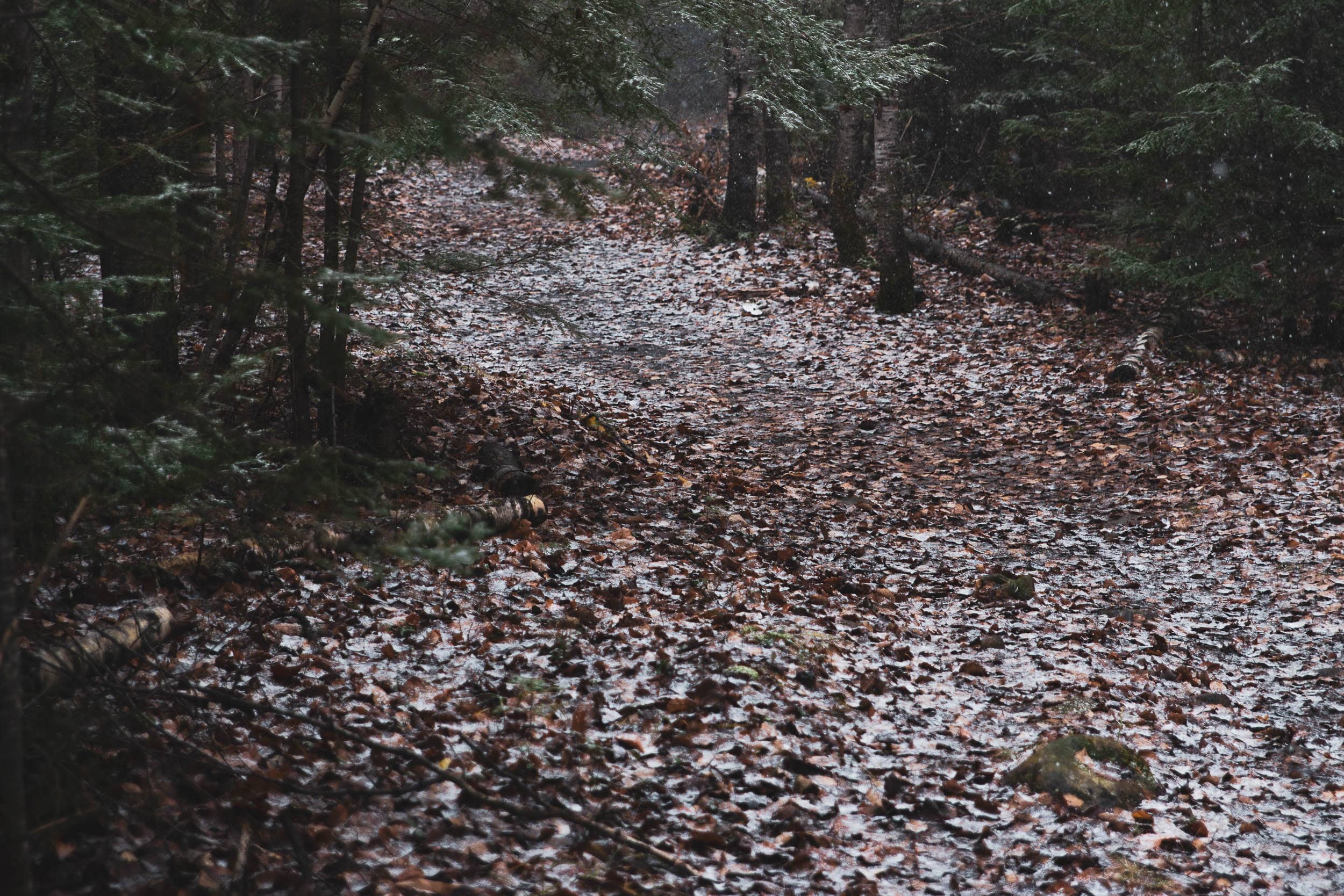 Winter Arrives in&nbspAlgonquin